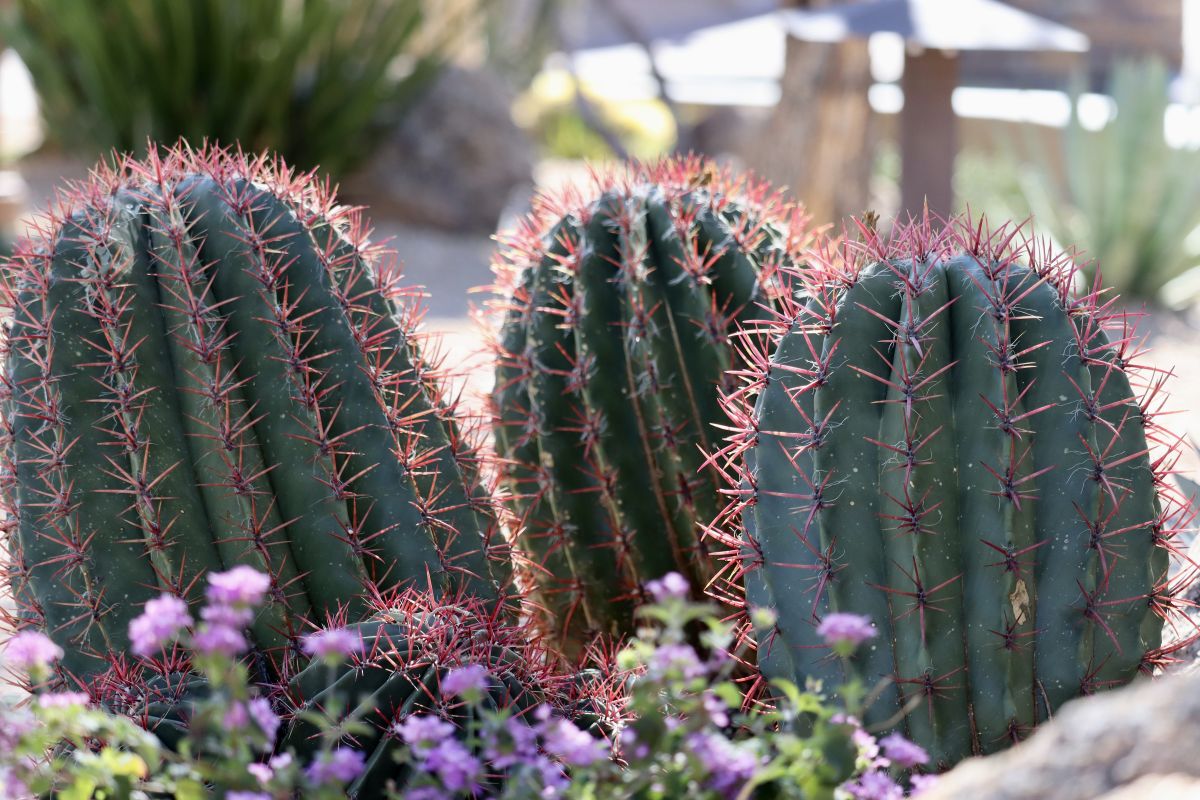 red spine cactus