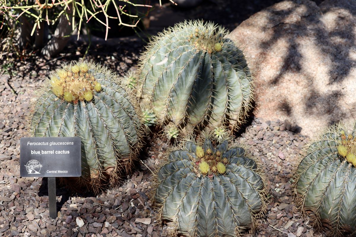 barrel cactus